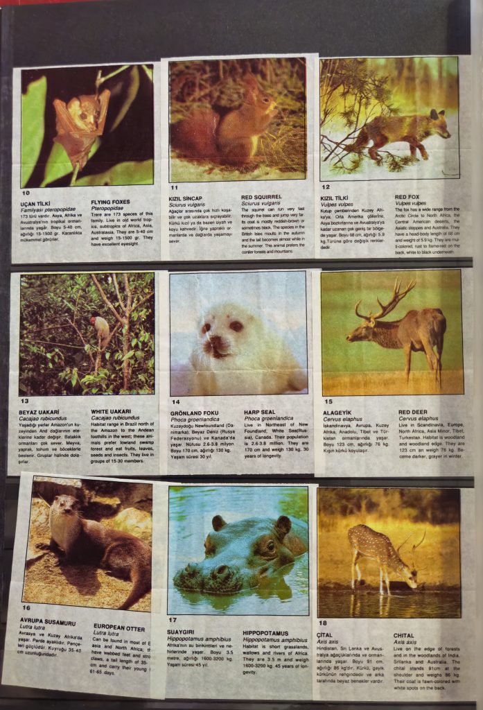 Cin Cin Anymal 10-18