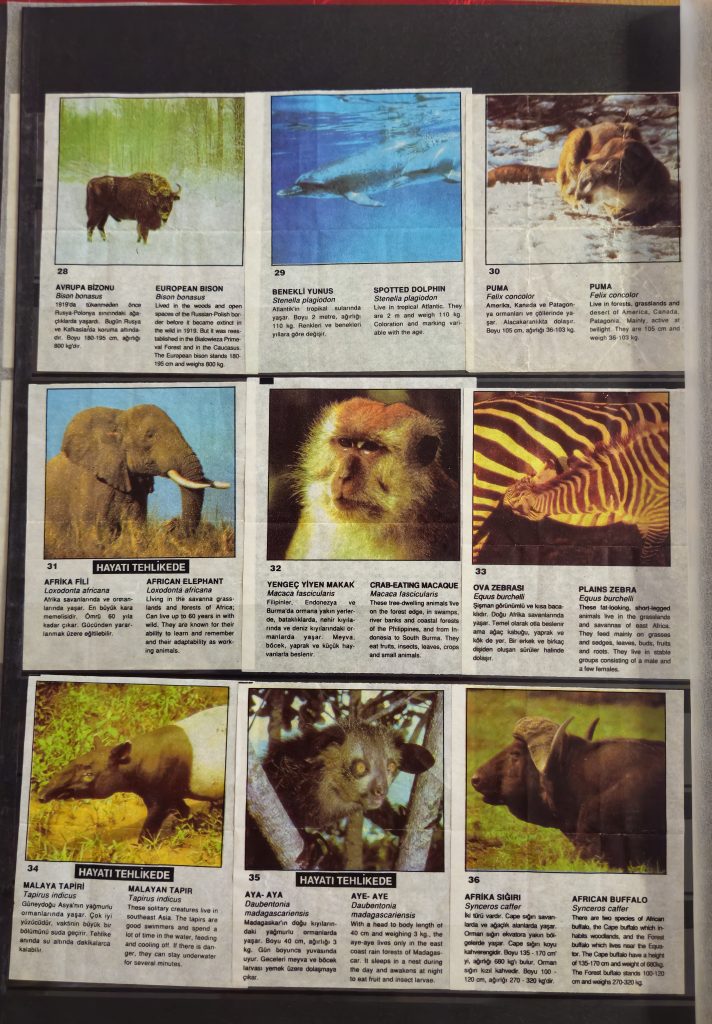 Cin Cin Anymal 28-36