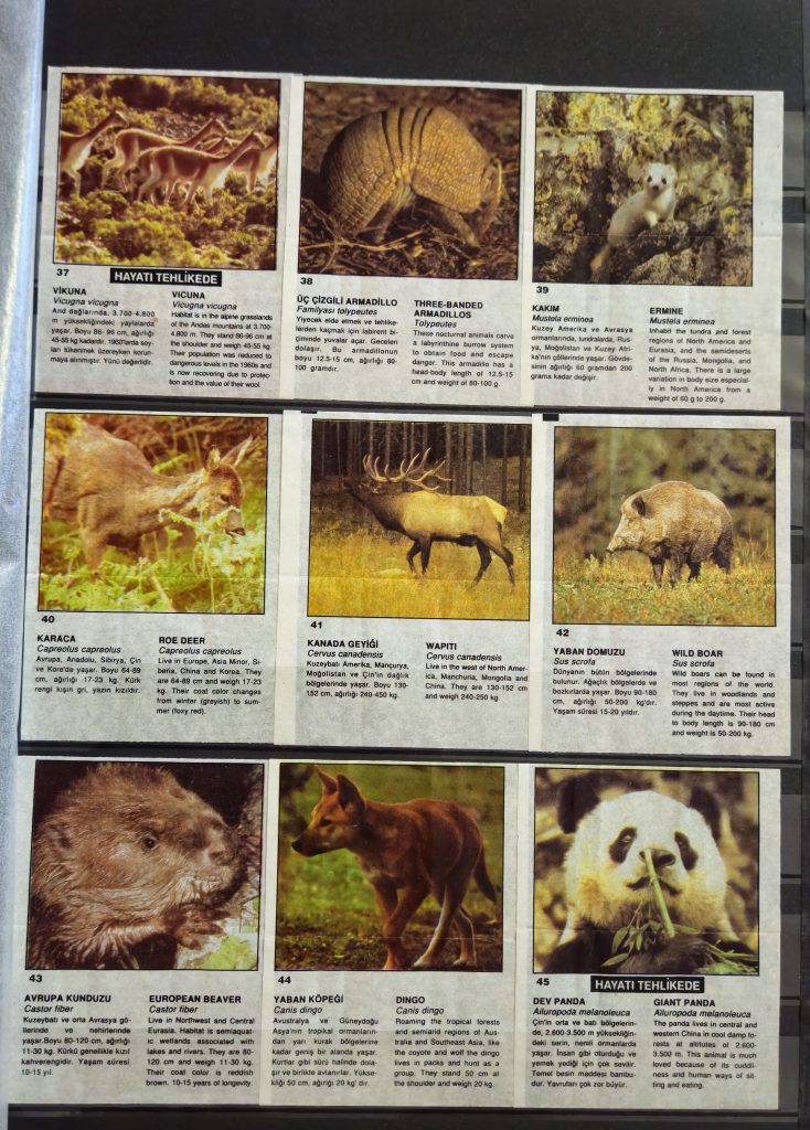 Cin Cin Anymal 37-45