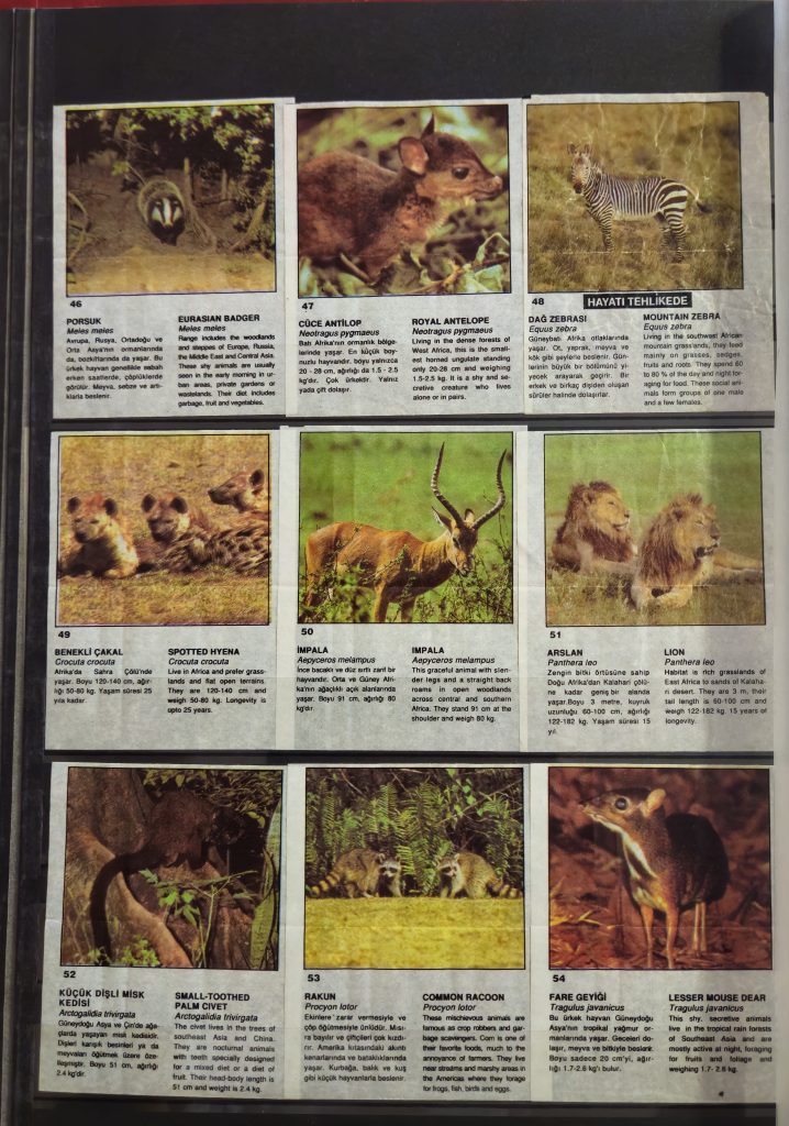 Cin Cin Anymal 46-54