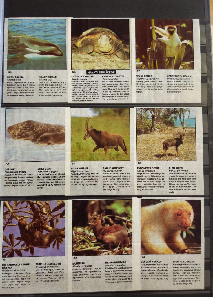 Cin Cin Anymal 55-63